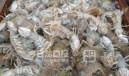 近日海鲜大爆料最新消息,揭秘近期海鲜市场惊人内幕