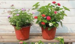 散兵最新语音爆料视频,新技能与背景故事大曝光！