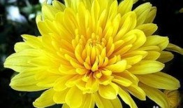 氧化菊最新爆料,揭秘神秘事件背后的真相